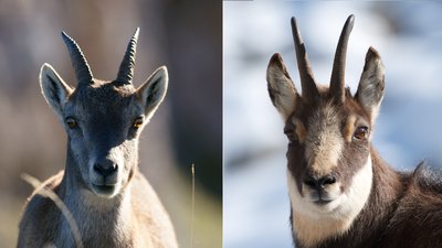 Bouquetin femelles (gauche) et chamois (droite)