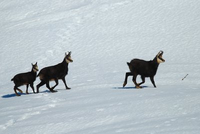 Chamois marchant sur la neige.