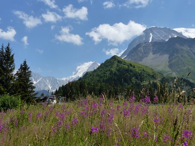 Prairie d'épilobes à feuilles étroites.