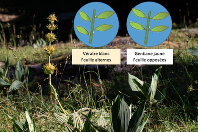 Gentiane jaune et différence gentiane vératre