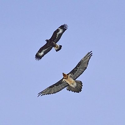 Aigle VS Gypaète en vol