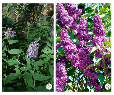 buddleias-vs-lilas