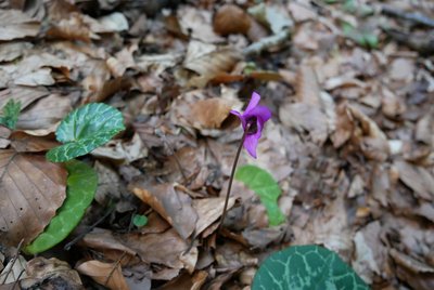 Cyclamen pourpre