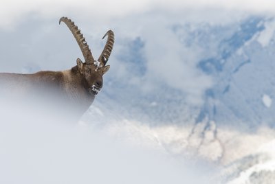 Bouquetin en hiver