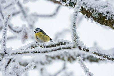 Passereaux en hiver : Mésange bleue