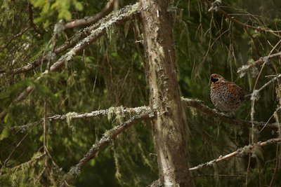 Gélinotte des bois