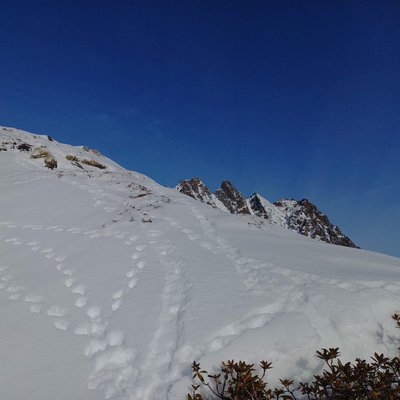 traces-hiver-Lagopéde