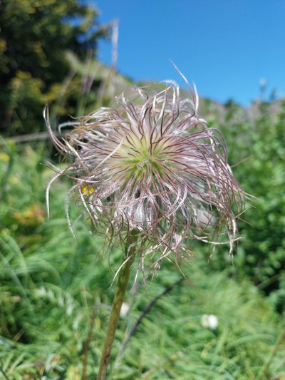 Anémone des Alpes