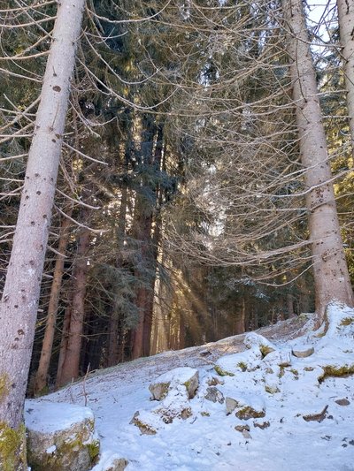 Les arbes en hiver