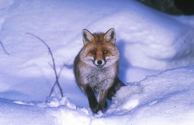 Renard hiver