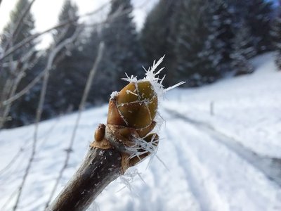 Bourgeon glacé