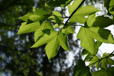 Feuille de plane