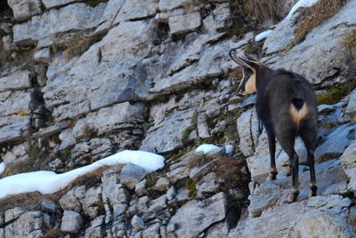 Chamois perché