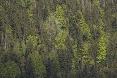 Forêt mixte de montagne