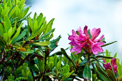 Rhododendron ferrugineux