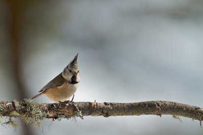 Mésange huppée