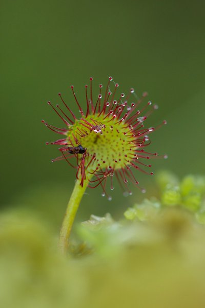 Insecte pris au piège d'une Drosera