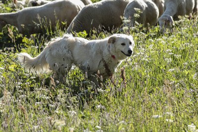 Chien de protection des troupeaux