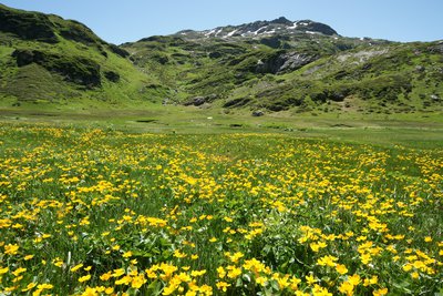 Les tourbières de Pormenaz en fleurs