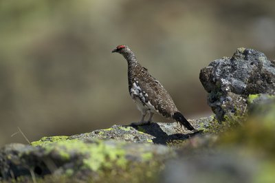 Lagopède en plumage été