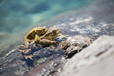 Amplexus crapaud