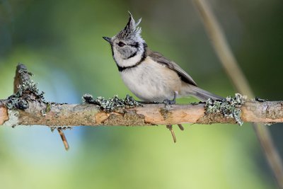 Portrait de Mésange huppée