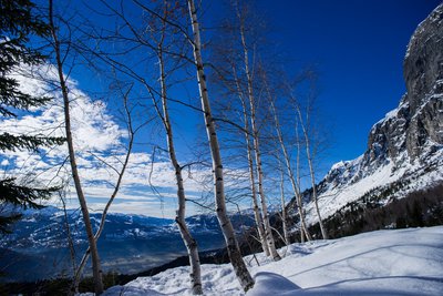 Bouleaux en hiver