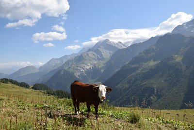 Vache de race Abondance