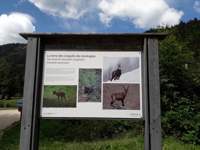 Panneau 9 - La terre des ongulés de montagne