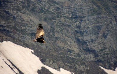 Les falaises, zones de refuge