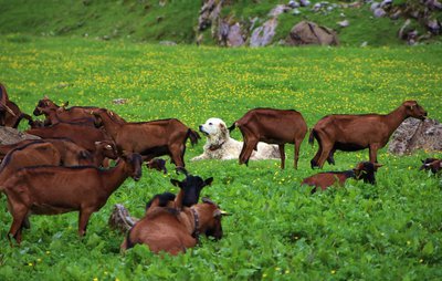 Chiens de protection des troupeaux