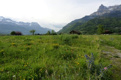 Prairie plaine de Domancy