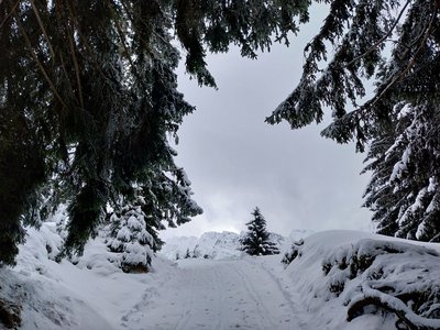 Forêt de Bostan