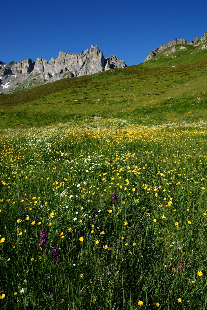 Les prés en fleurs